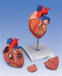 Heart Anatomy, 2-times life size, 4 part model